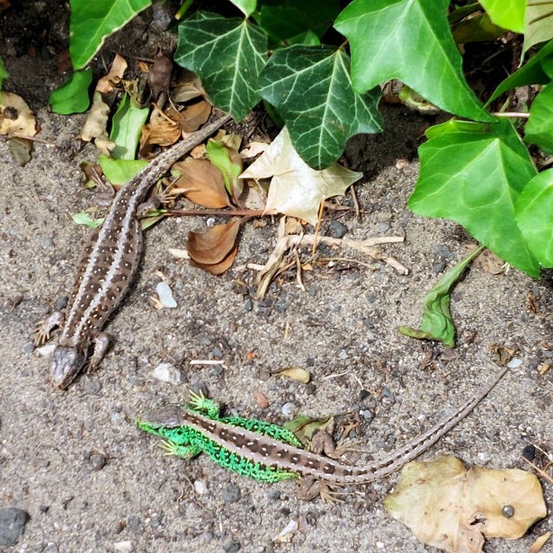 Foto von Gartenfreund Jörg Lissewski, 06.06.25 